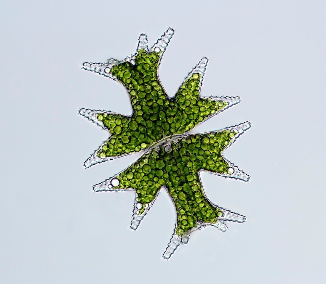 Micrasterias alga, light micrograph
