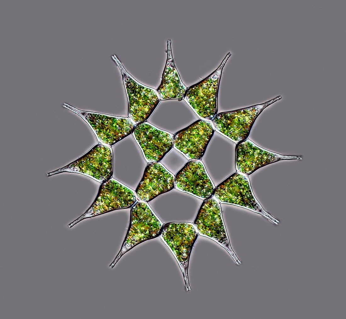 Pediastrum alga, light micrograph