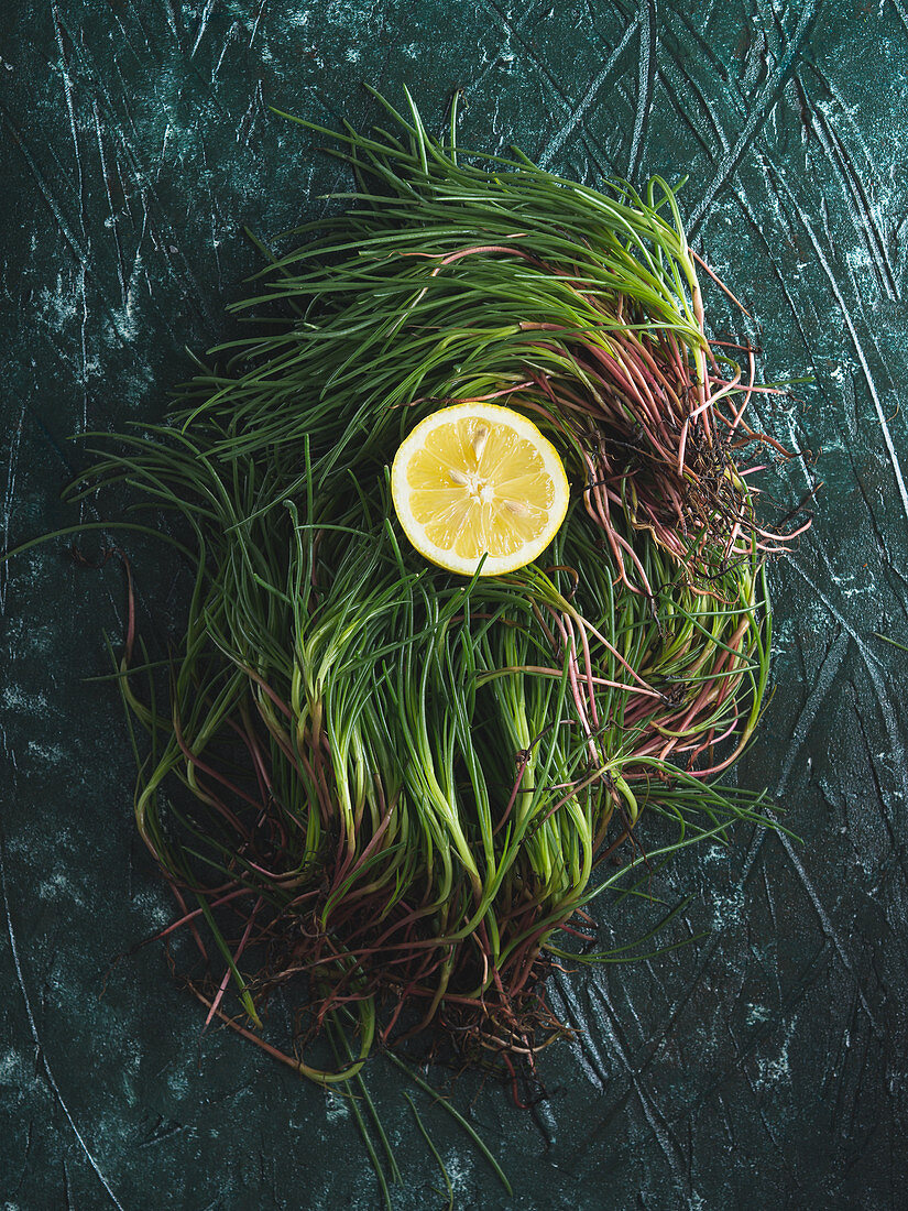 Raw agretti (barba di frate, Salsola soda) over green background to be cooked with lemon juice