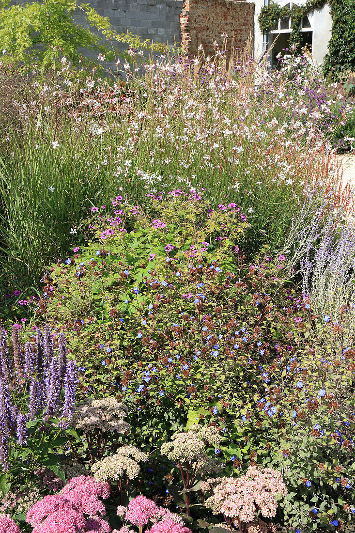 Sedum in flowering herbaceous border in autumn