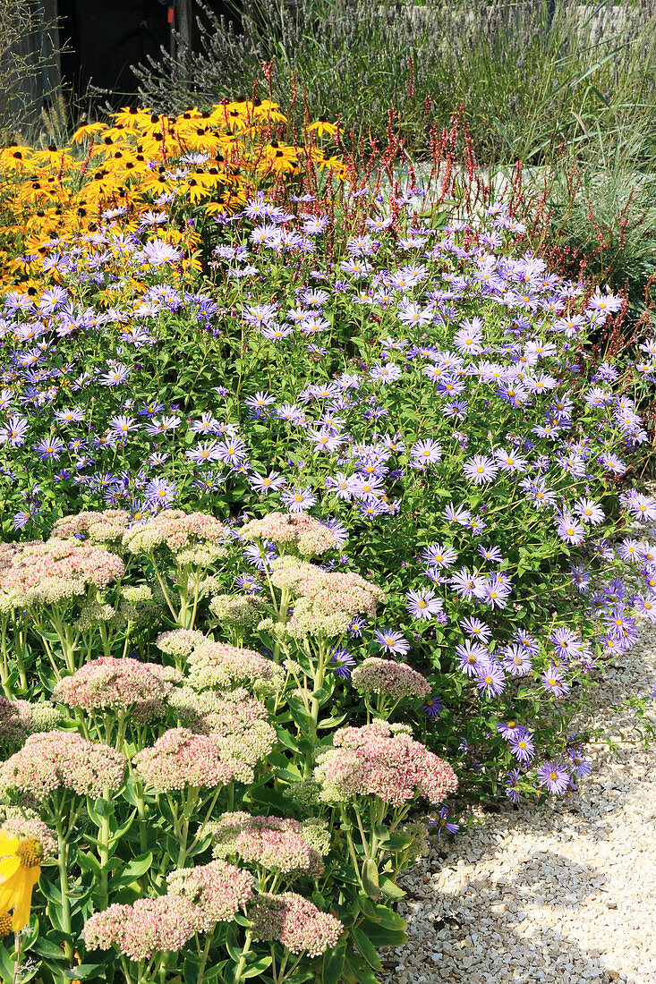 Sedum, asters and rudbeckia in herbaceous border