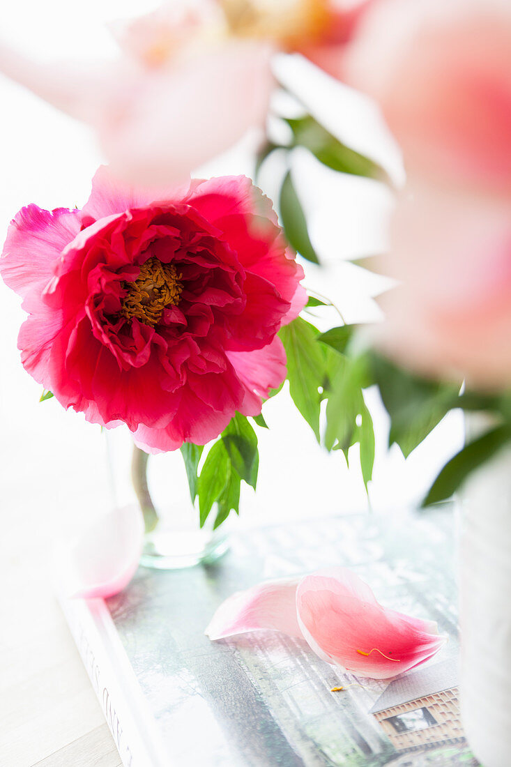 Tree peony flower