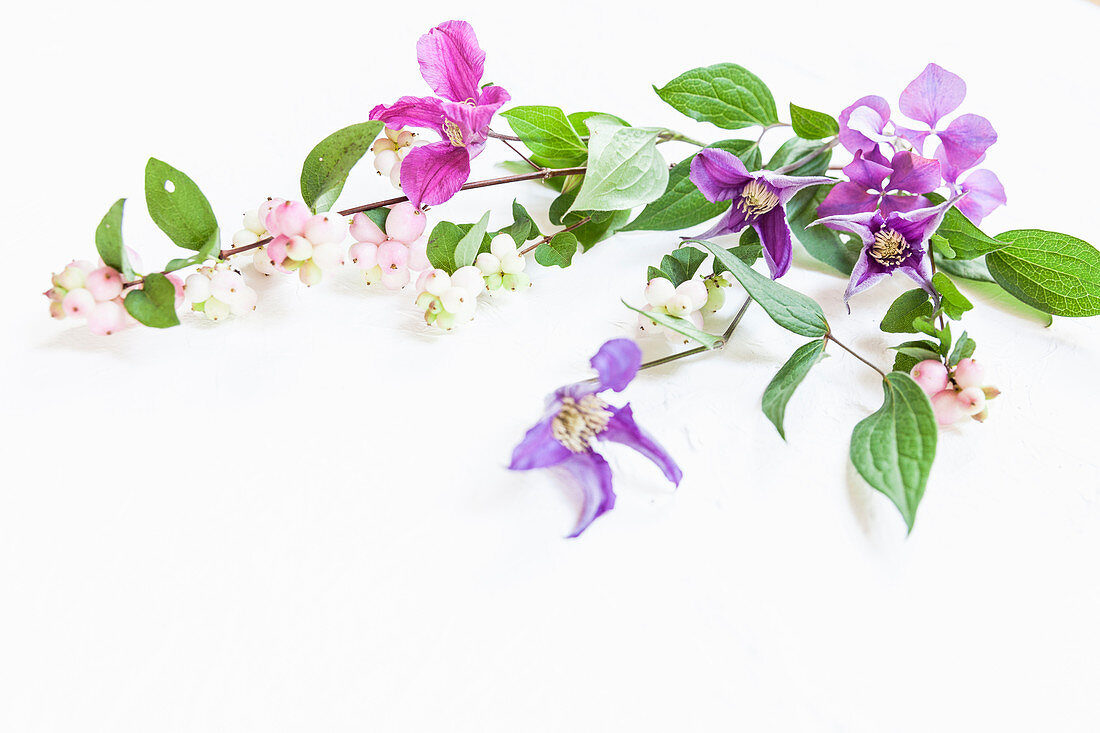 Clematis and snowberry branches on white surface