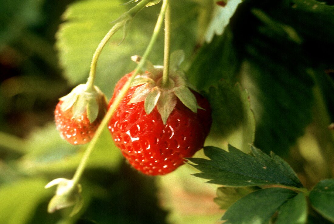 Zwei Erdbeeren an der Pflanze