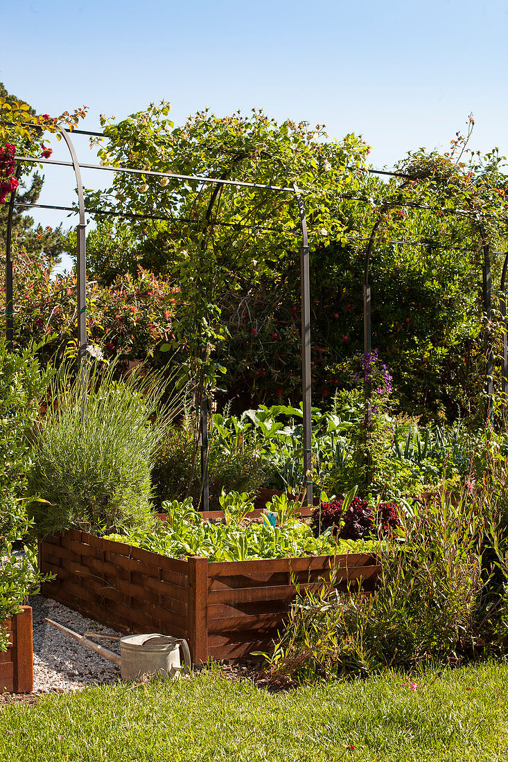 Raised bed with vegetables in summer garden