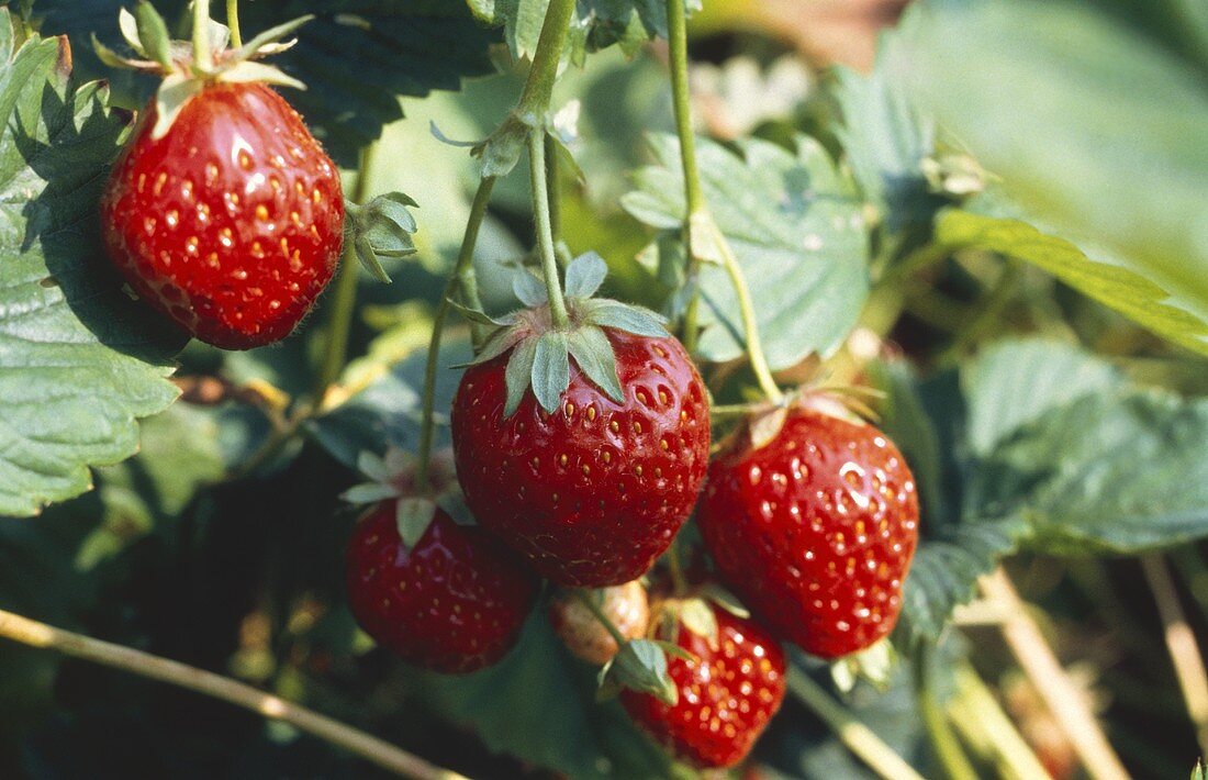 Mehrere Erdbeeren an der Pflanze