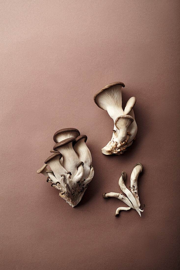 Oyster mushrooms on brown background