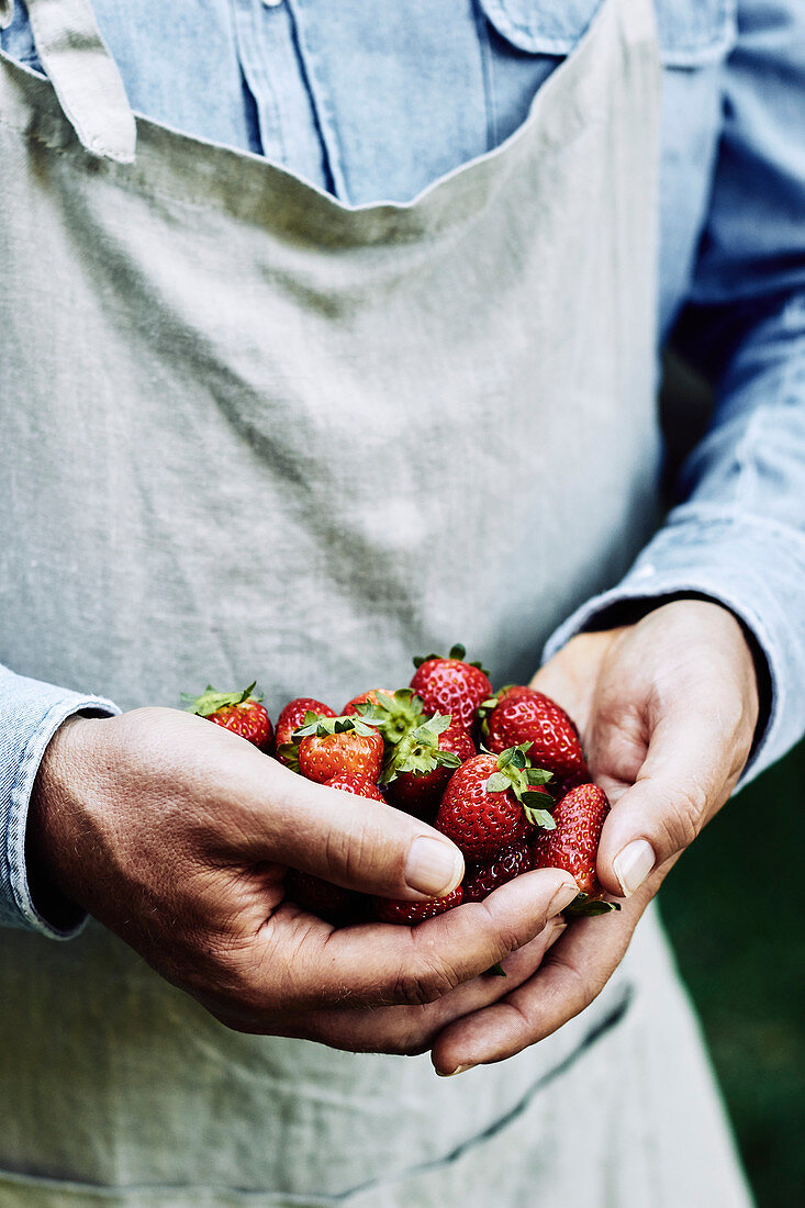 Mann mit Schürze hält frische Erdbeeren in den Händen