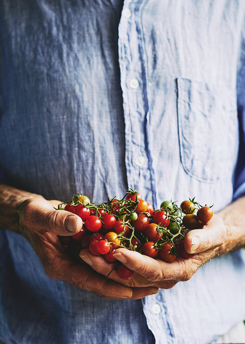 Freshly picked cherry tomatos in farmers hands