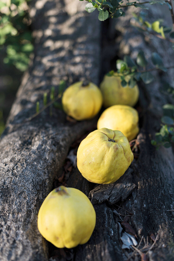 Quinces on a tree