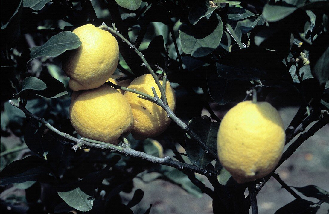 Vier Zitronen am Baum