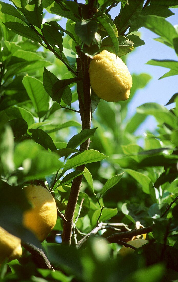 Zitronen am Zweig