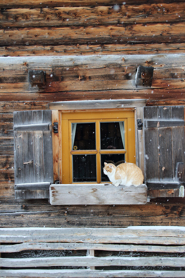 Wooden house with open shutters and cat on window sill