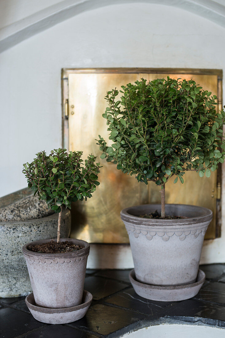 Two small potted trees on saucers in front of gilt stove door