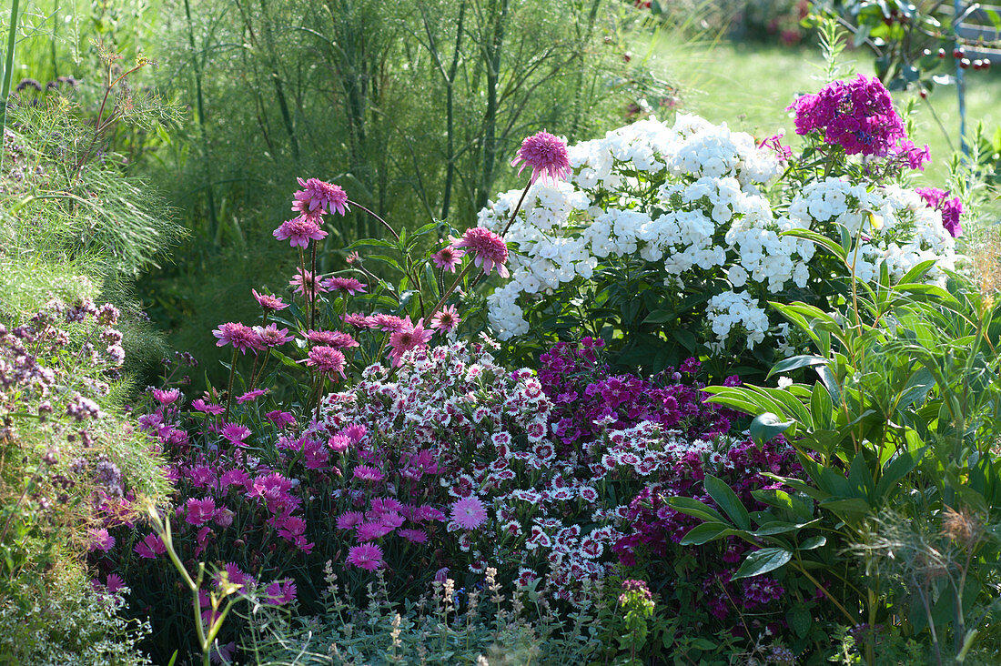 Scented Bed With Dianthus Summer Diamonds (Carnations) In Different Colors