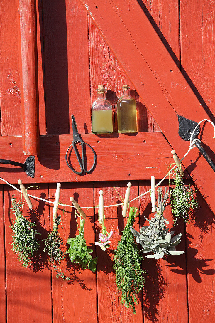 Zum Trocknen aufgehängte Kräuter (für Naturkosmetik) vor roter Holztür