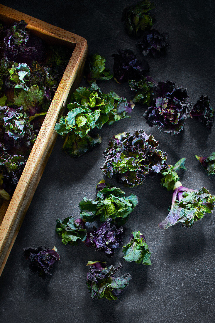 Flower Sprouts auf dunklem Untergrund