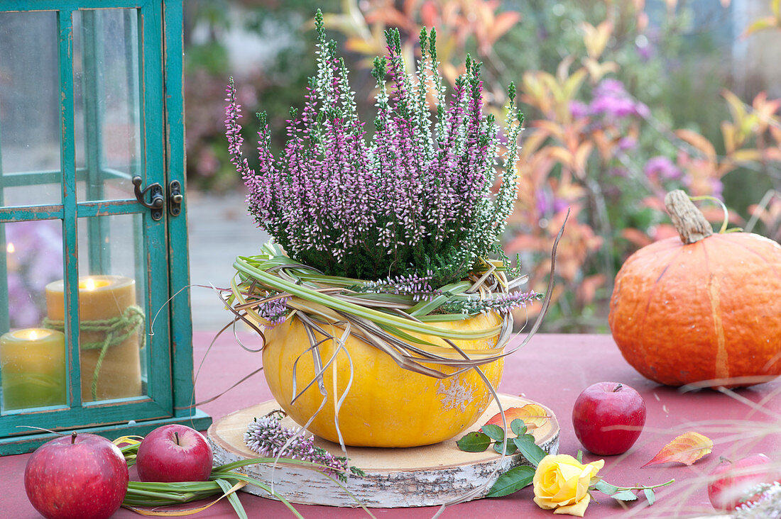 Buds Heather Garden Girls Duo 'alicia' 'pink Alicia' In Pumpkin As A Planter