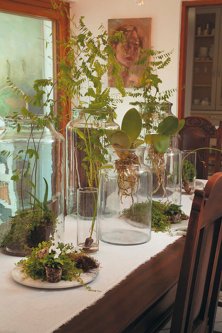 Pflanzen mit Moos in hohen Gläsern auf dem Tisch mit weißem Läufer