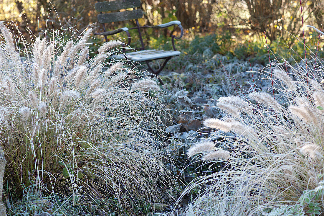 Springbok Grass 'hameln' In The First Hoarfrost