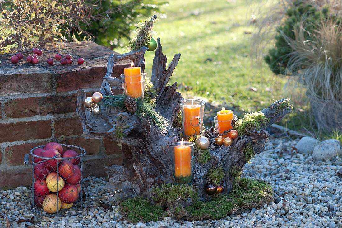 Gnarled Root Decorated As Advent Wreath On Gravel Terrace
