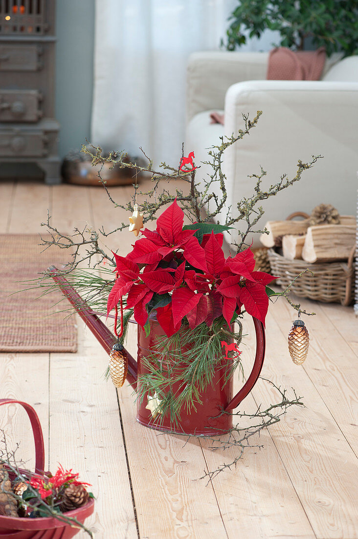 Christmas Bouquet With Poinsettia And Branches In Watering Can