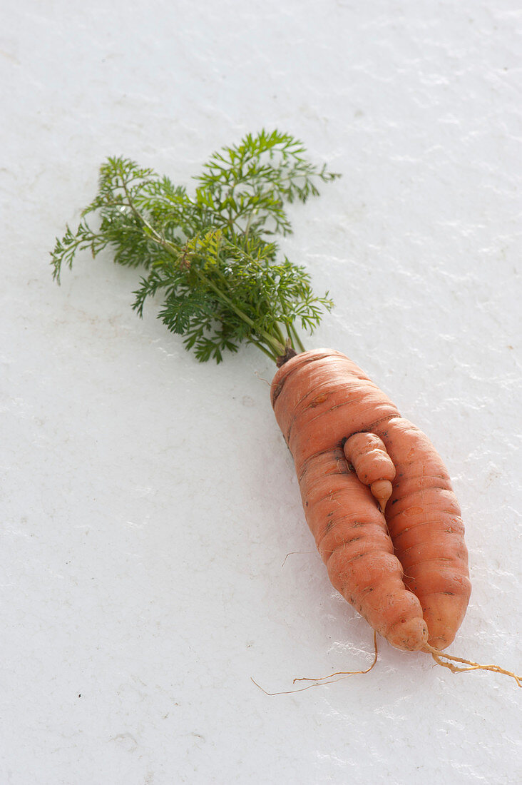Funny Carrot, Grown Naturally