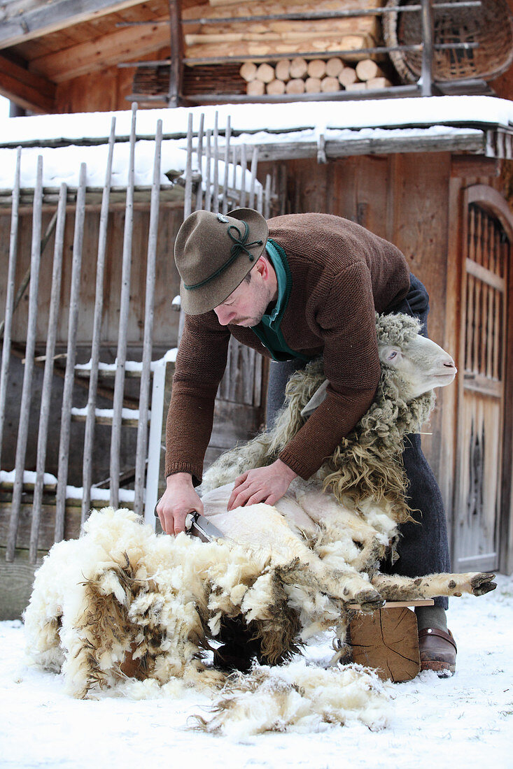 Mann beim Scheren eines Schafes