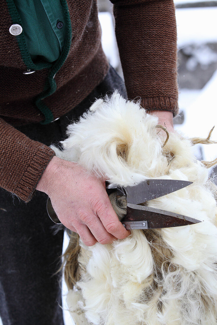 A man with freshly shorn sheep's wool and shearing blades