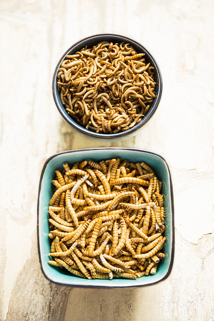 Edible mealworms and buffalo worms in bowls (freeze dried)