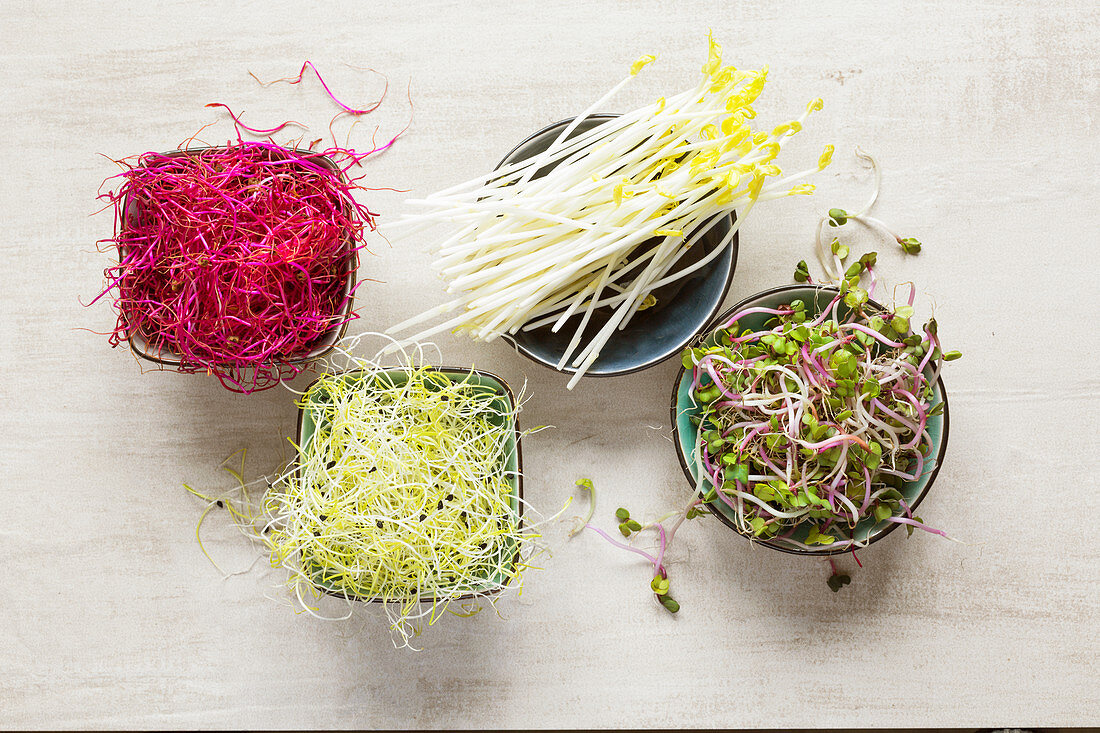 Four different types of germlings in bowls: beetroot, leek, peas and red radish