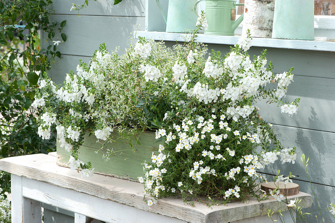 Kasten mit weißen Balkonblumen