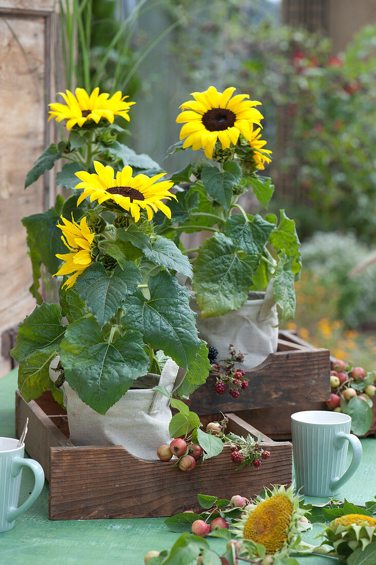 Sonnenblumen in Stoff-Taschen