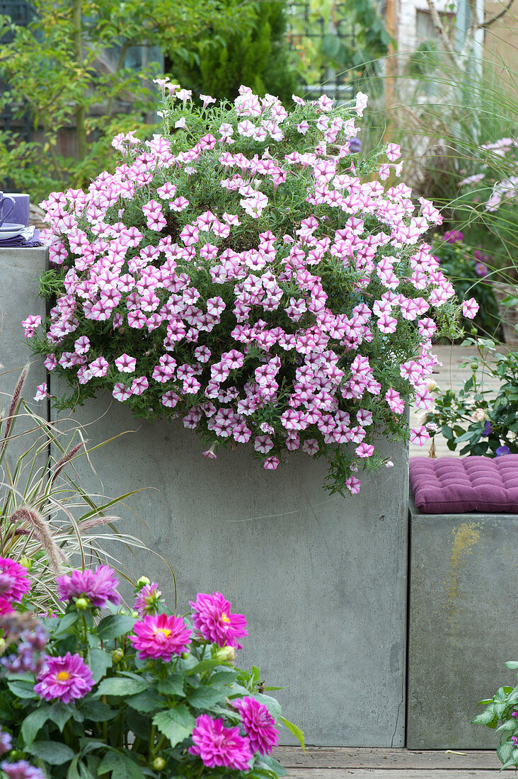 Petunia 'pink Star' In The Tall Planter As A Screen