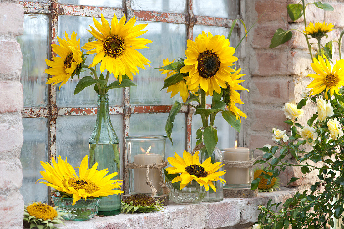 Sunflowers And Lanterns At The Stable Window