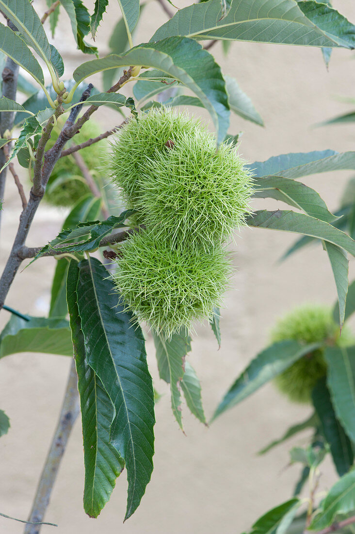 Sweet Chestnut (Castanea Sativa) Close-Up Of Fruits
