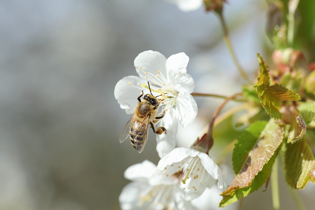 Honigbiene an Kirschblüte