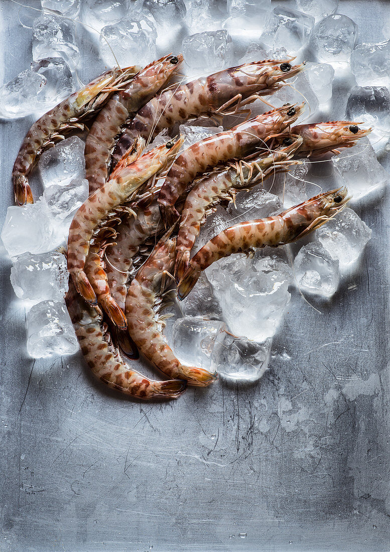 Prawns on ice cubes and metal grey background