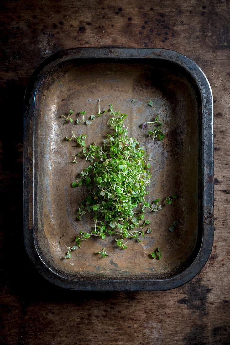 Lemon Balm Cress