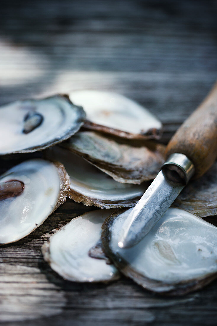 A oyster knife and oyster shells