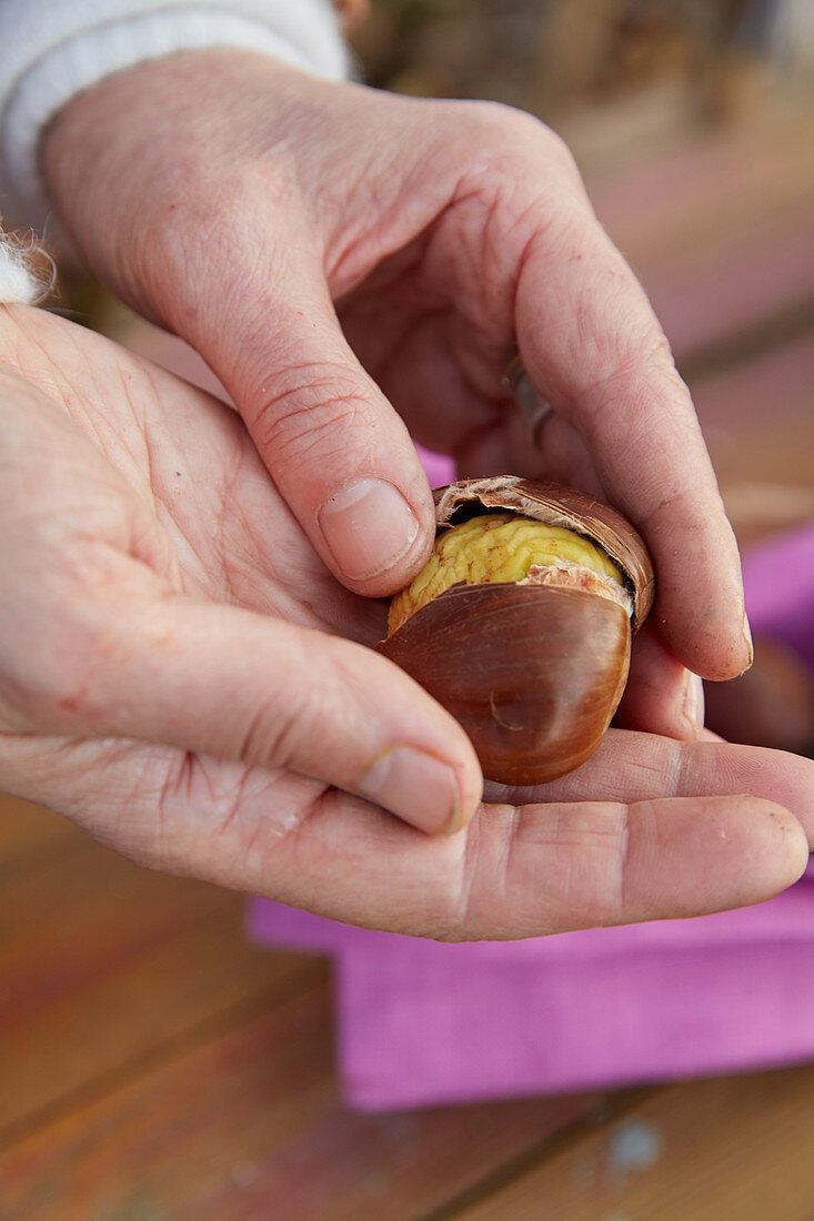 A roasted chestnut being broken open