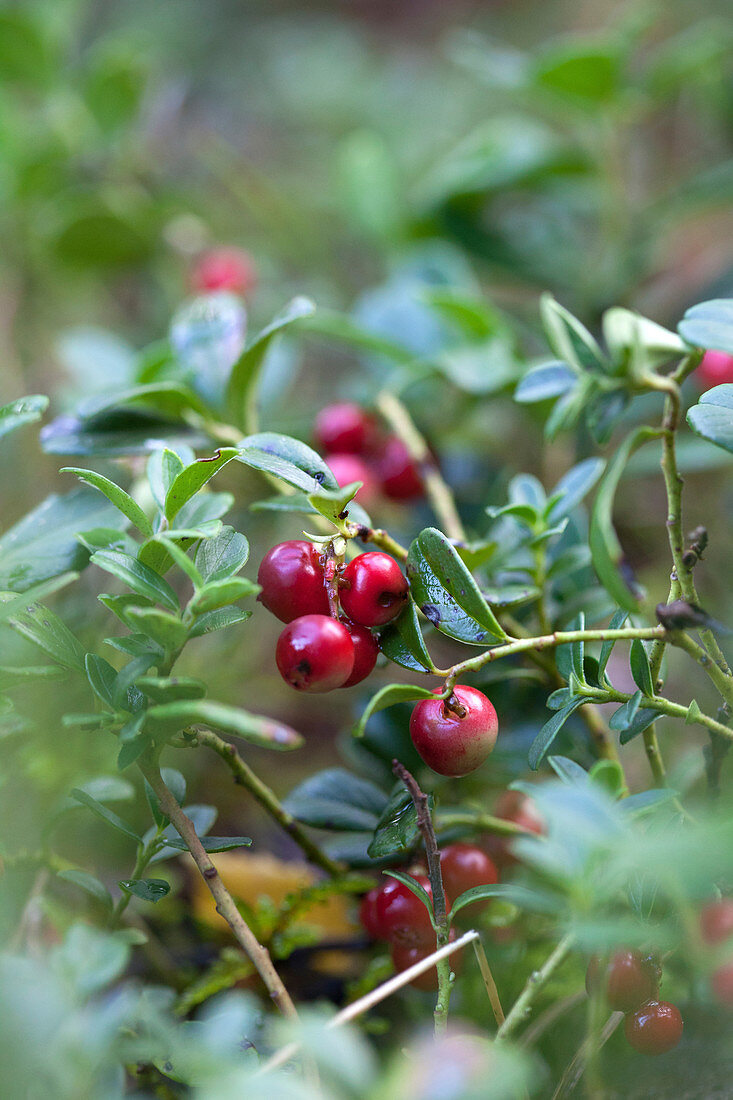 Foxberries on the bush