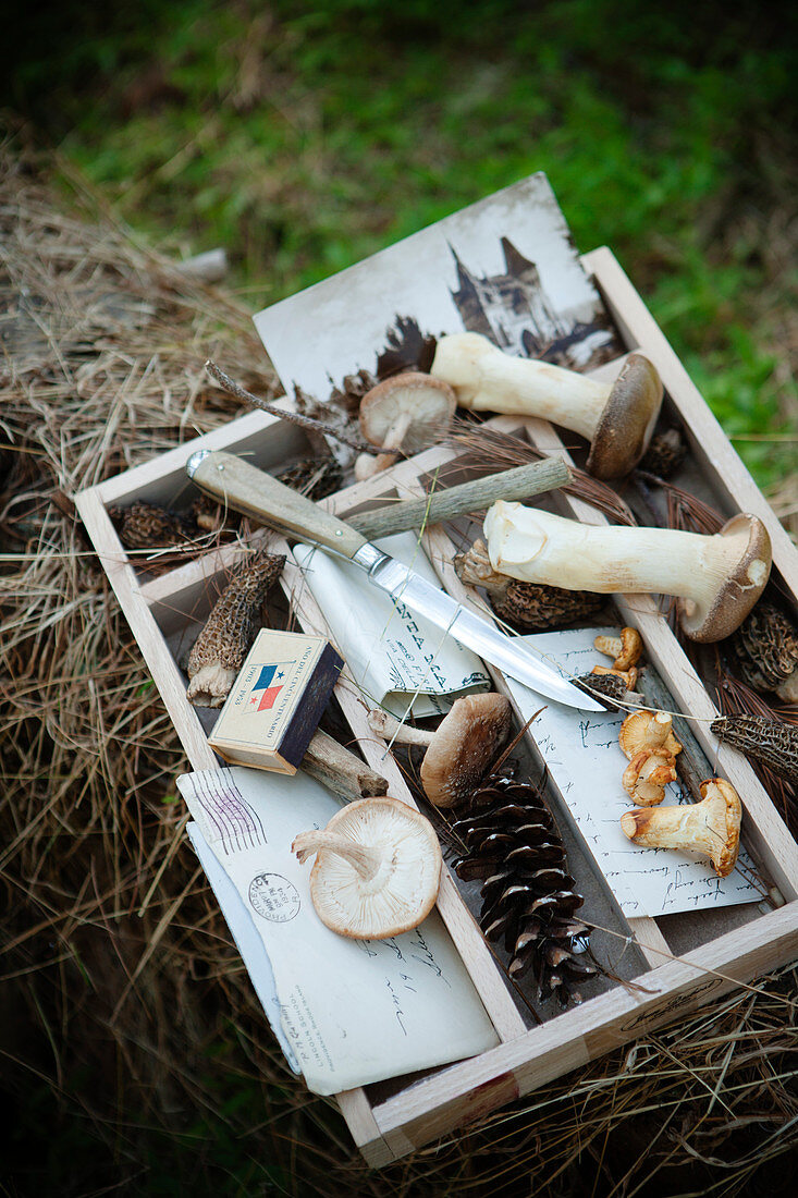 Various mushrooms in a box on the forest floor