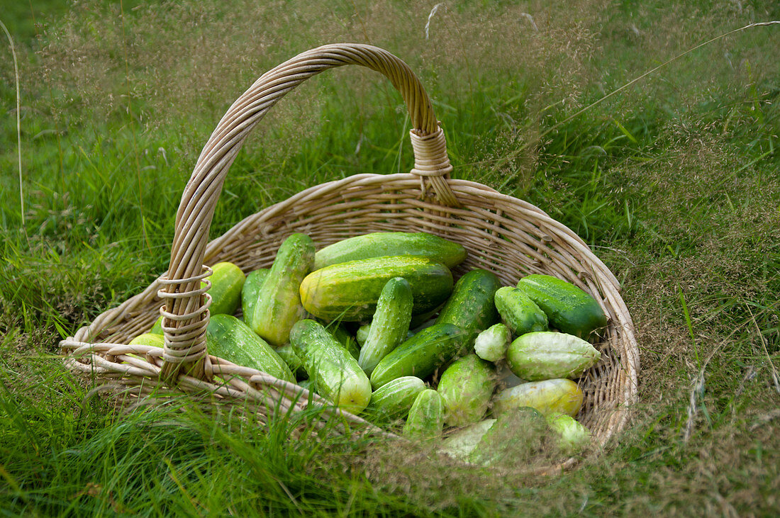 Gherkins in a wicker basket