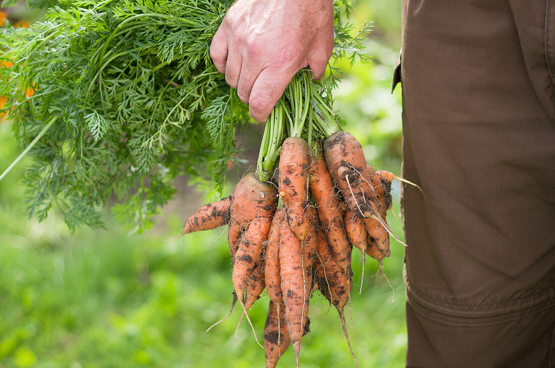 A man carrying freshly picked carrots with soil