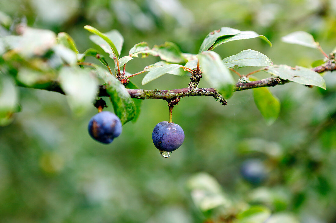 Sloe berries on a twig