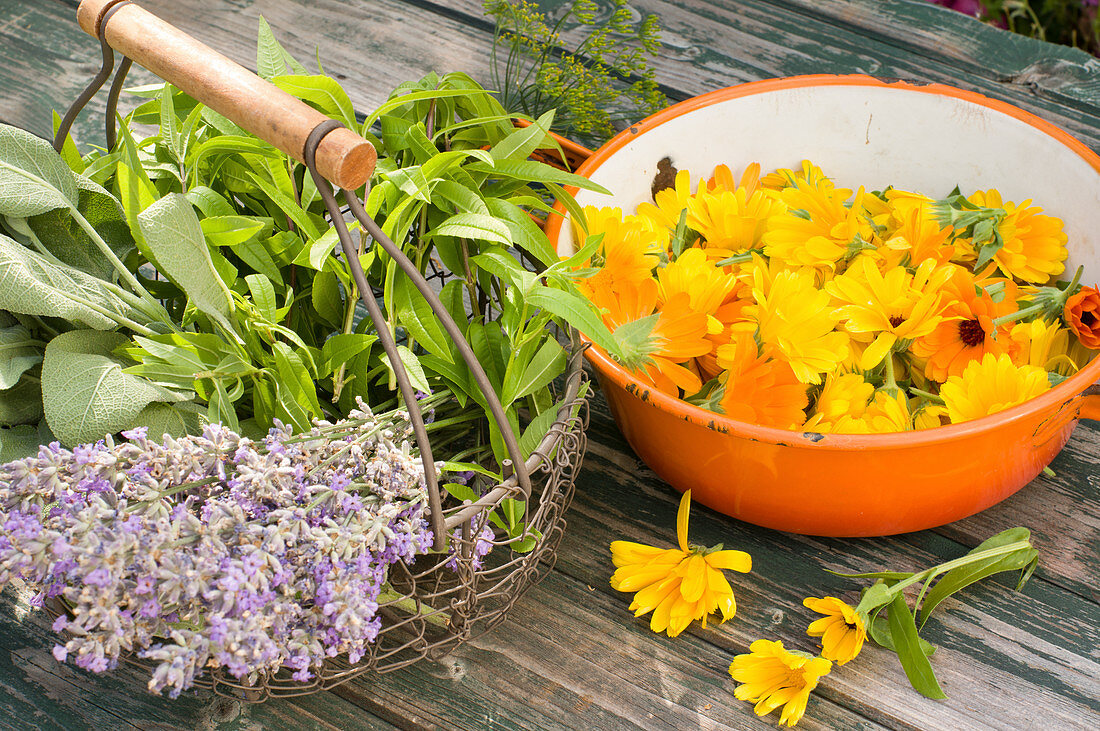 Freshly picked tea herbs: lavender, sage, lemon verbena and marigolds