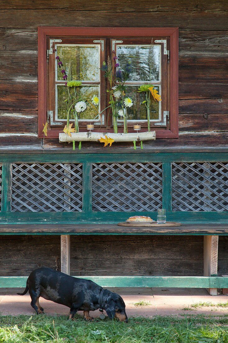 Reagenzgläser mit Herbstblumen und Teelichter in Birkenast als Dekoration vor dem Fenster