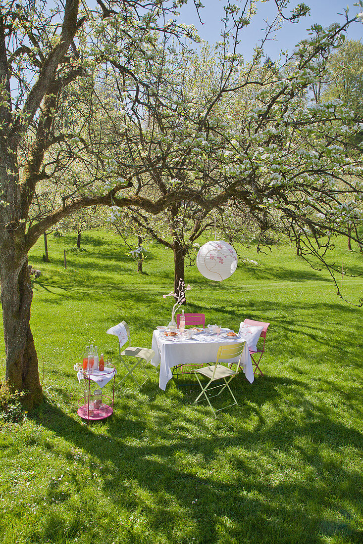 Set table, lantern and table of drinks under flowering cherry tree in garden