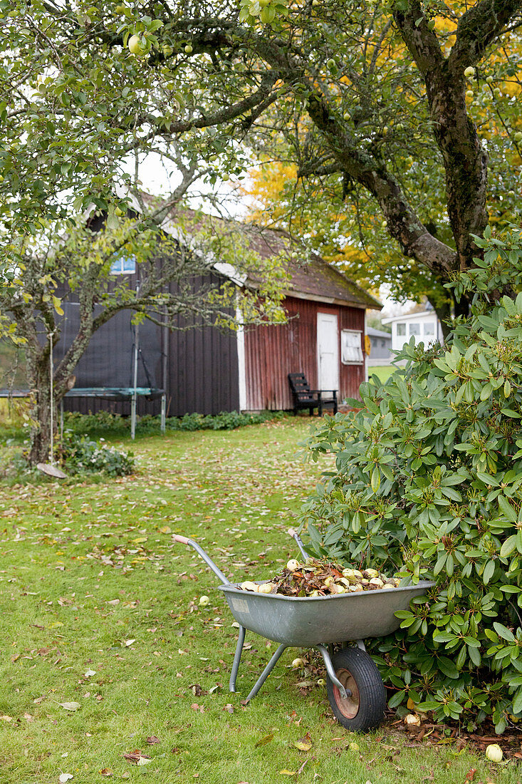 Windfall fruit and leaves in wheelbarrow in autumnal garden with wooden house in background